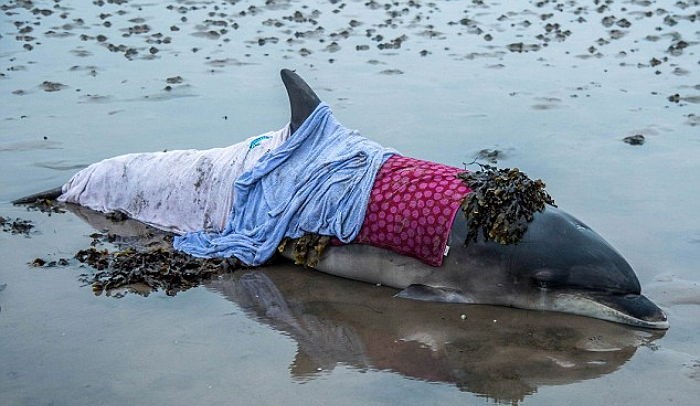 해변에 떠밀려와 죽어가는 돌고래 밤새 간호한 ‘천사’ 부부