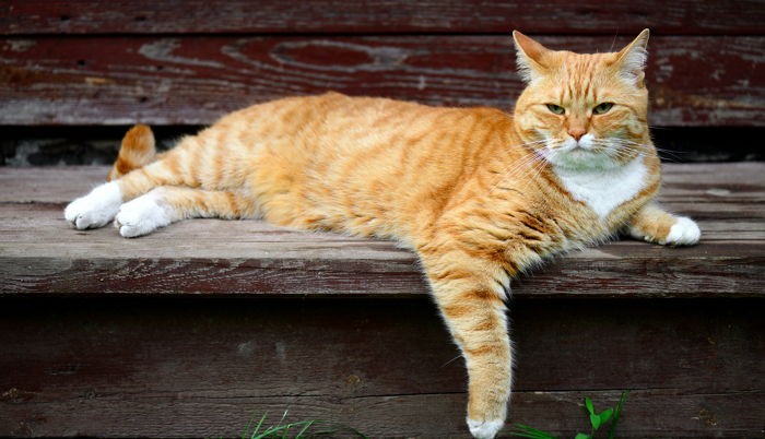 외출 나가는 고양이에게 GPS를 부착해봤다