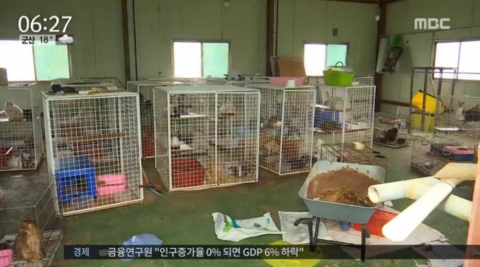 “이번엔 고양이 공장”…도시 외곽 의문의 창고 발견