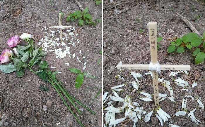 아파트 화단에서 우연히 발견한 작은 ‘묘비’의 정체