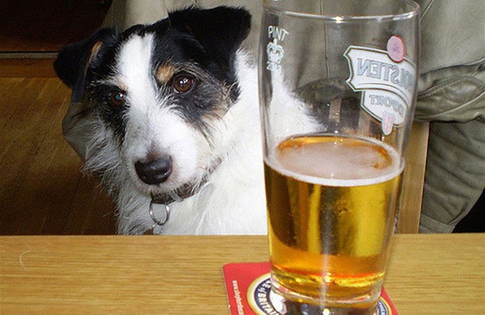 강아지도 마실 수 있는 ‘멍멍이 맥주’가 출시됐다