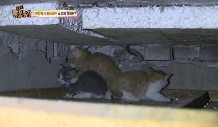 아기들 은신처 ‘동물농장 PD’에 발각된 어미냥의 표정(영상)