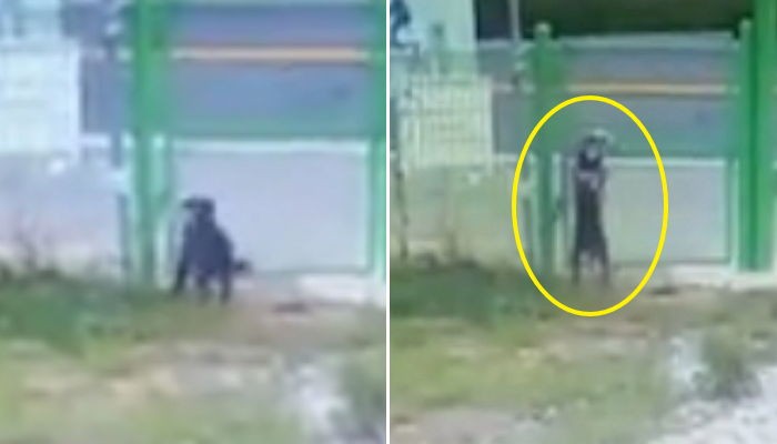 철조망 너머로 아저씨가 강아지를 버리고 갔습니다 (영상)