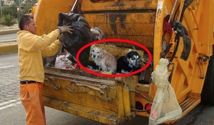 주인은 키우던 반려견을 쓰레기 수거차에 넣었다