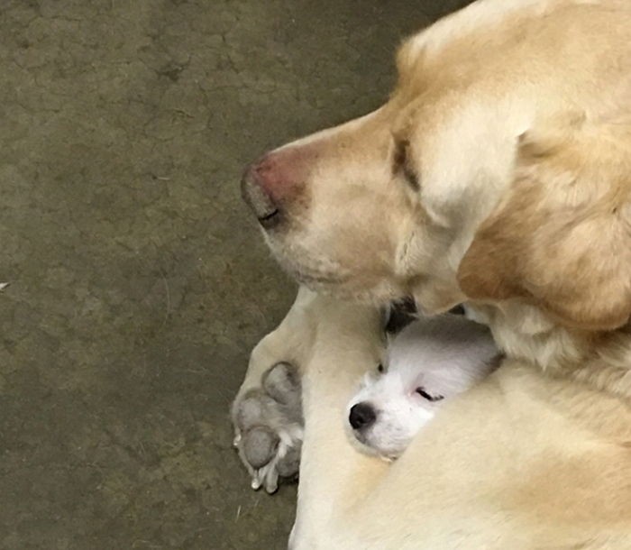 입양된 아기 강아지 꼭 안아주는 리트리버