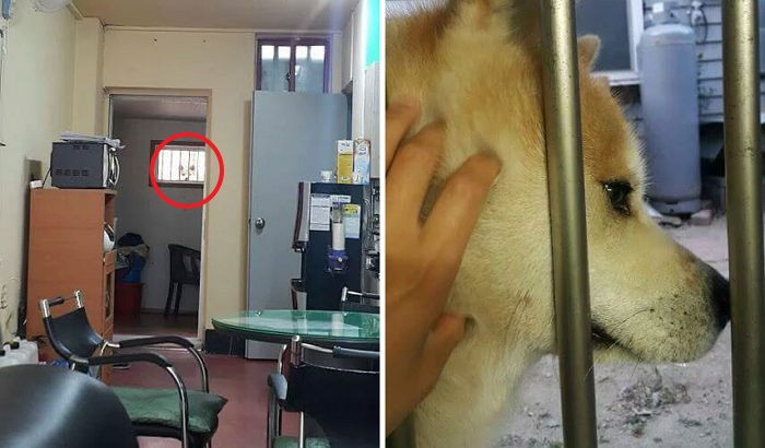 반지하방 사는 청년 훔쳐보던 앞집 강아지의 근황