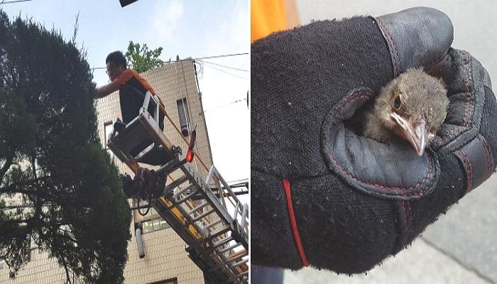 아기 새 한 마리 구하려고 출동한 소방관의 모습 (사진)