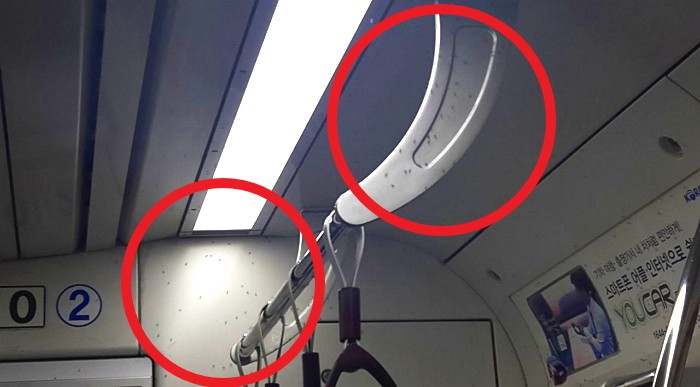 여름 시작되자 ‘모기천국’된 지하철 1호선 상황