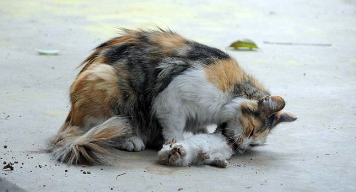 사람에게 죽은 새끼를 포기하지 않은 엄마 고양이