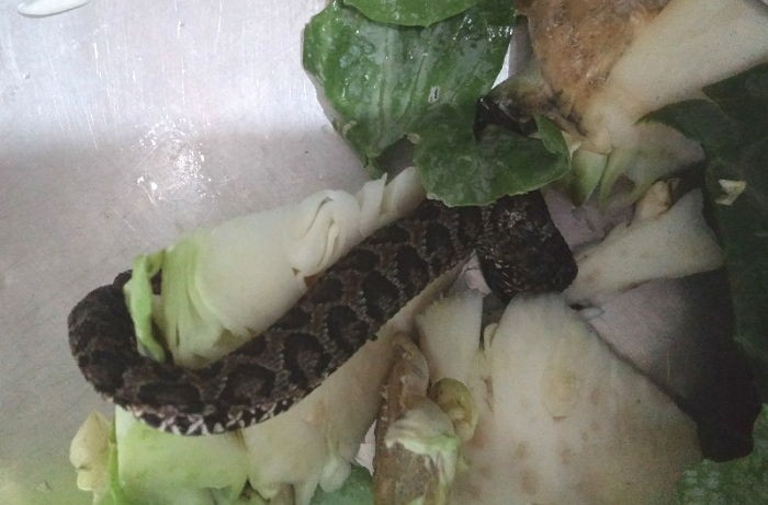 시장에서 산 양배추에서 맹독 가진 살모사가 나왔어요