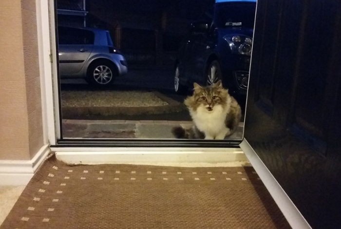 “길고양이가 문 열어달라고 울더니 새끼까지 낳았어요”