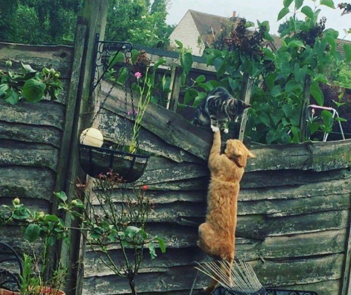 여자친구 만나기 위해 담벼락에 매달린 고양이