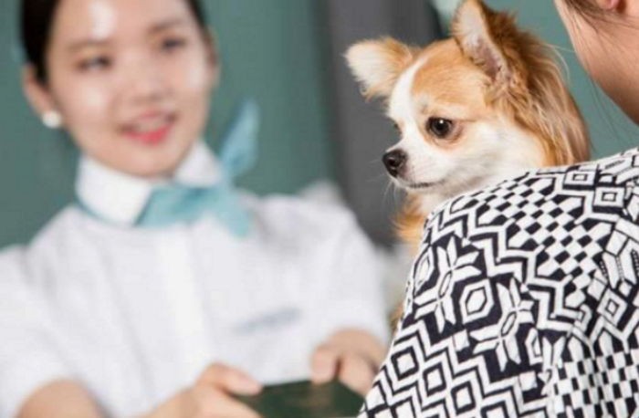 이번 여름 휴가에 반려동물과 함께 비행기 타는 법