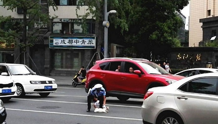 고양이를 구조하기 위해 찻길로 뛰어든 경찰관 (사진)