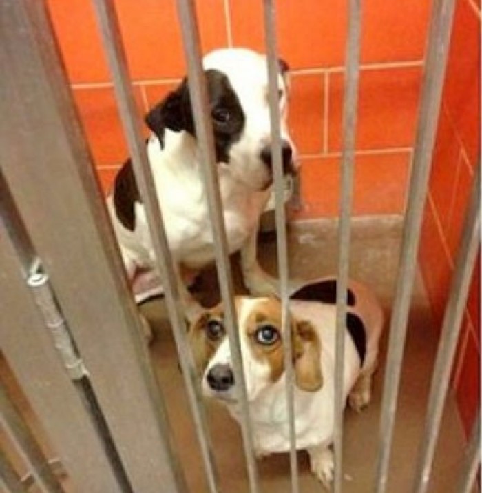 ‘유기견 보호소’에서 새주인 만난 강아지들의 ‘표정 변화’