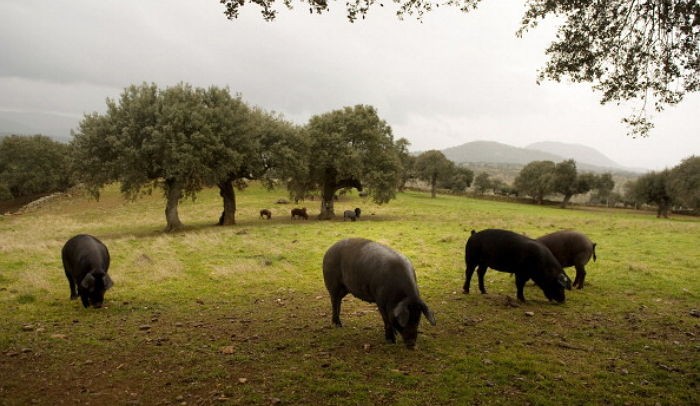 수백만원 호가하는 세상에서 가장 맛있는 돼지고기