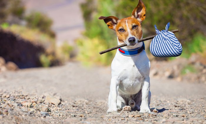 반려견 ‘가출 욕구’ 자극하는 당신의 진상 행동 8