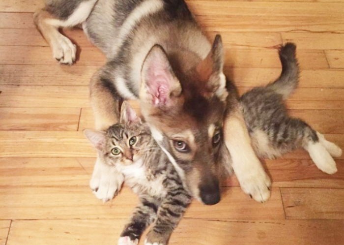 보호소에 있던 유기묘 친구로 선택한 멍멍이의 일상 (사진)