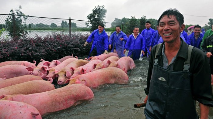익사 위기 6천마리 돼지 구조 후 활짝 웃는 농부 아저씨