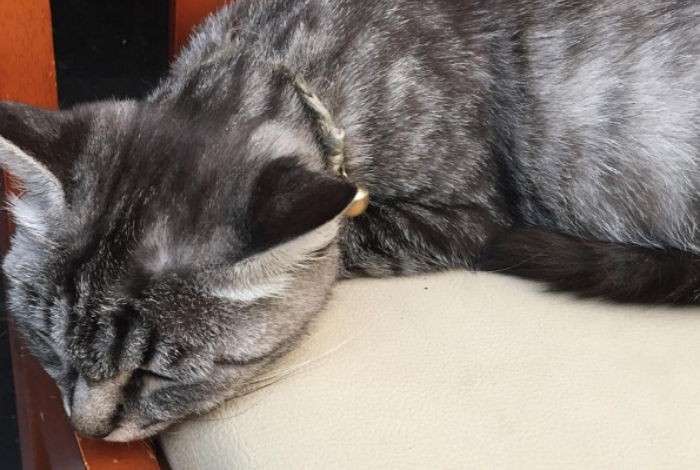 어미 고양이는 ‘남성 발길질’에 새끼 2마리 잃을 위기에 놓였다