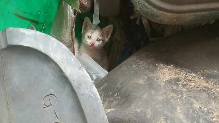 주인이 버리고 간 자리를 떠나지 못하는 아기 고양이들
