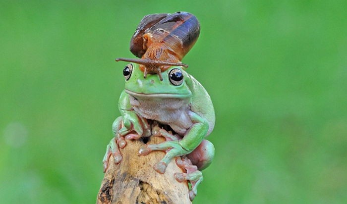 “걷기 귀찮아” 개구리 머리 위에 올라간 달팽이 (사진)