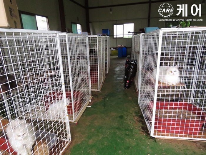 컨테이너에 갇혀 햇빛없이 살아가는 충격적인 ‘고양이 공장’ 실체