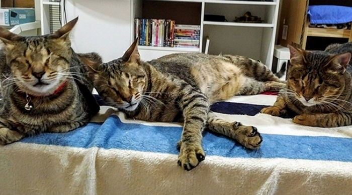 아무도 입양 원치 않았던 눈먼 고양이 3남매가 새주인을 찾았다