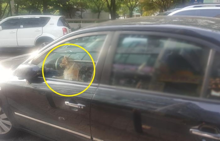 “찜통 더위에 반려견이 차에 갇혀 살려달라고 울고 있습니다”