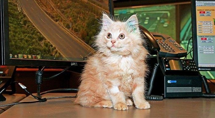 컴컴한 고속도로서 극적 구조된 아기 길고양이