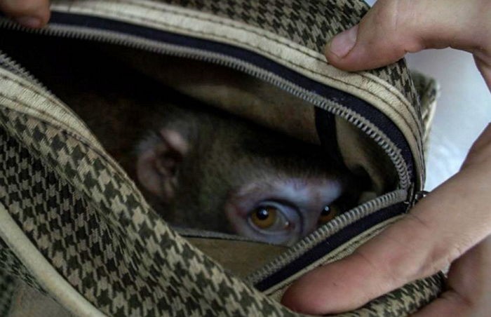 체인에 허리 묶인 채 가방에 담겨 버려진 원숭이 (사진)
