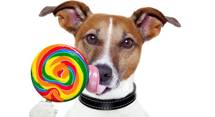 반려견도 ‘신맛’을 느낄 수 있을까?