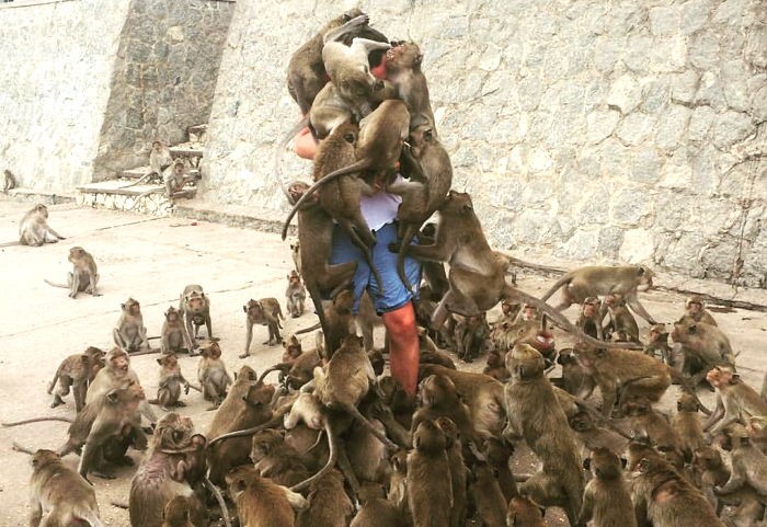 “원숭이에 먹이 주지 마시오” 경고 무시한 남자의 최후