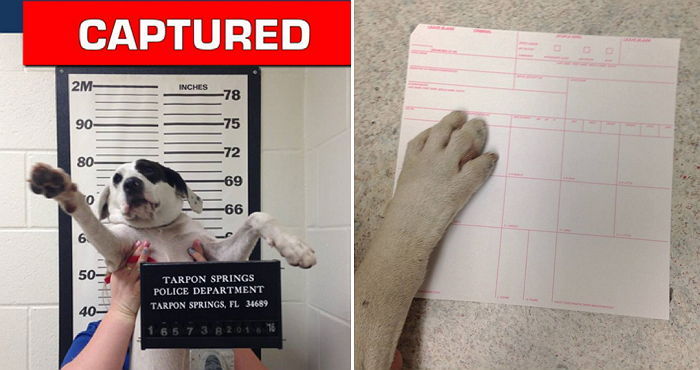 주인 찾기 위해 ‘지명 수배’ 사진 촬영한 강아지