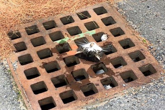 호기심 때문에 ‘대역죄인(?)’ 된 고양이 (사진)