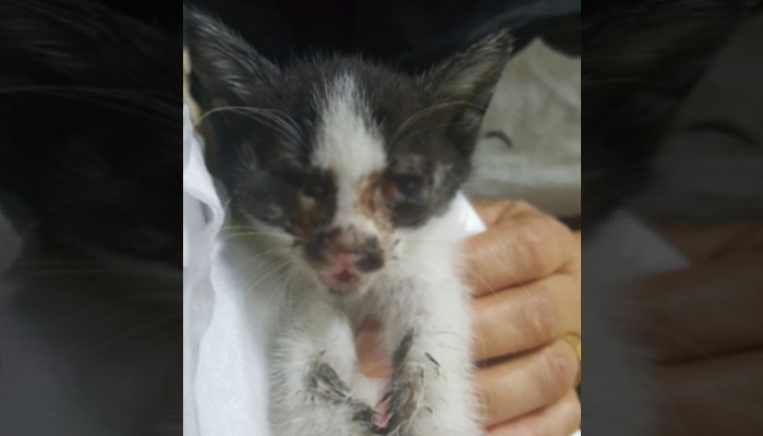 장맛비 오던 날 어미에게 버려진 아기 고양이