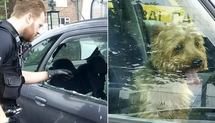 뜨거운 자동차에 갇힌 강아지 구조 위해 유리창 박살낸 경찰