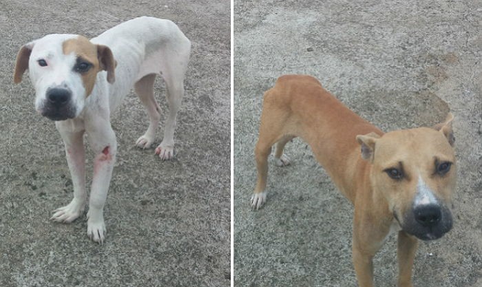 주인이 굶겨 뼈만 앙상하게 남은 반려견 두마리