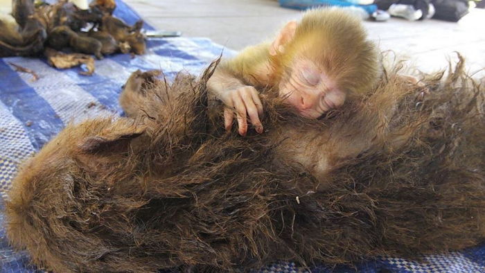 밀렵꾼에게 죽은 엄마 곁 못 떠나는 ‘아기 원숭이’