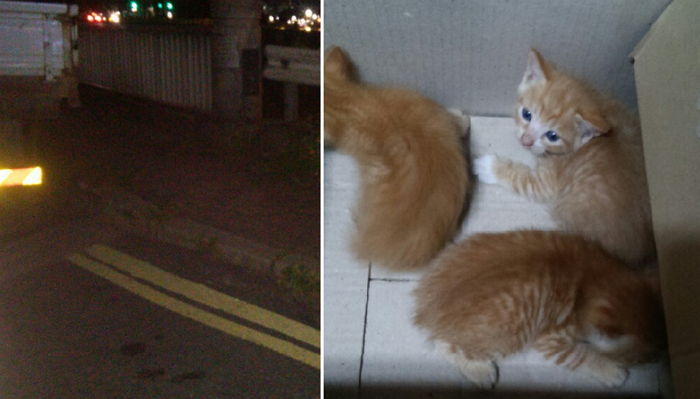 의정부 한 도로에 버려져 있던 상자 속 아기 고양이들