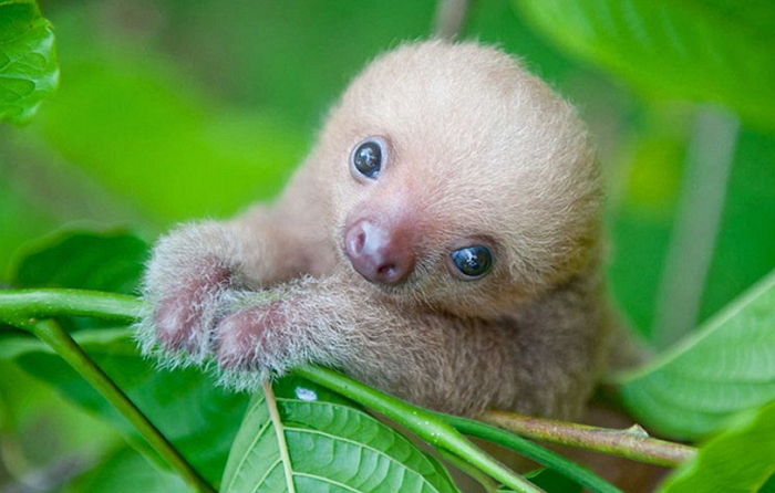 엄마 찾으며 야생서 울고 있던 아기 나무늘보 (사진)
