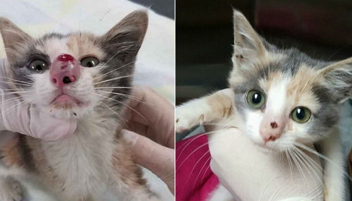 콧속 ‘거대 벌레’ 제거 후 미소 되찾은 고양이 (영상)