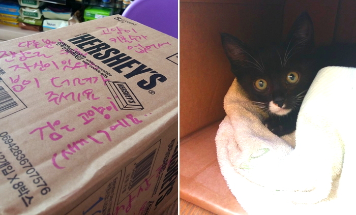 종이 상자에 아기 고양이 버리고 간 주인