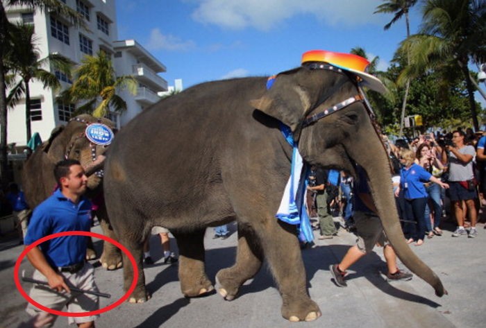 서커스 코끼리를 훈련시키는 조련사가 사용하는 끔찍한 도구