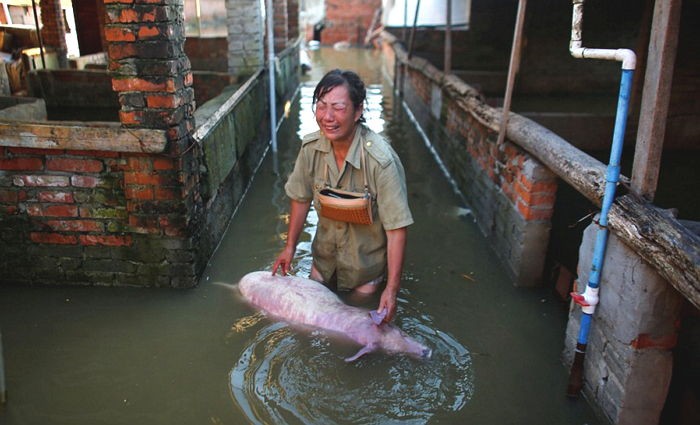 홍수로 돼지 6천 마리 잃은 여성 농부의 절규