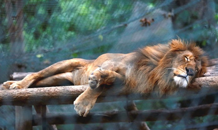동물원에 갇힌 채 굶어 죽어가는 동물들 (사진)