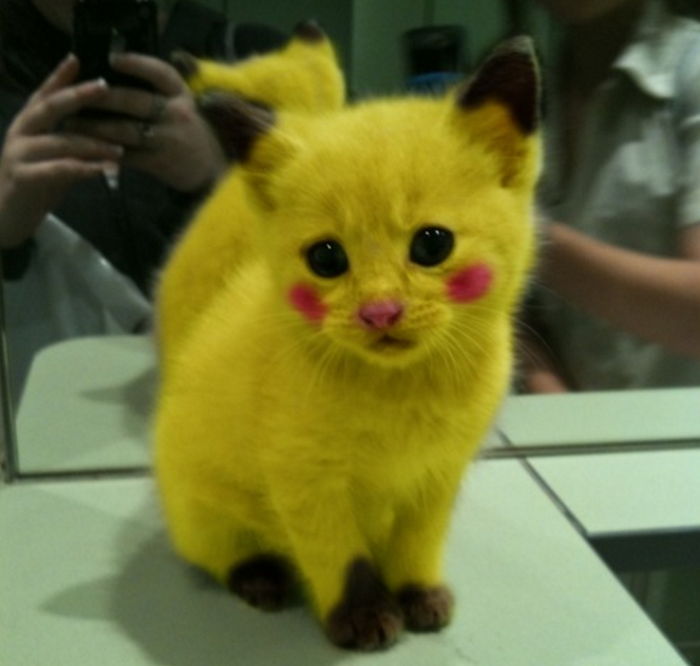 학대 논란 일어난 샛노란 ‘피카츄 고양이’