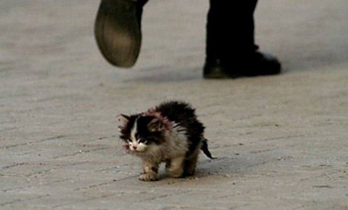 “사람들은 아기 고양이가 괴물 같다며 피하기 바빴다”