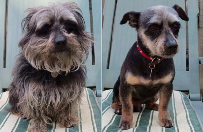 미용실 다녀온 멍멍이들의 쌈박한 변화 (시즌 2)