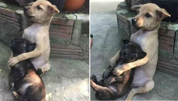 주인에게 버림받은 강아지들은 서로를 꼭 껴안았다